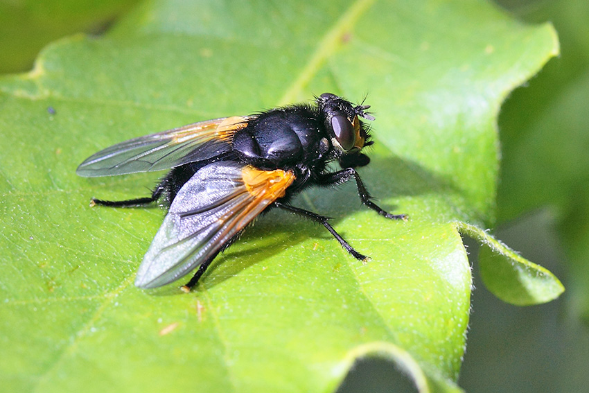 Tachina grossa? No. Mesembrina meridiana (Muscidae)